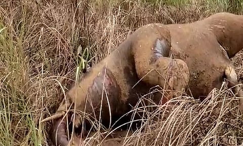 Representative Image (ANI)