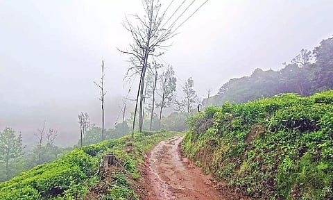 The Longwood Shola Reserve Forest in The Nilgiris