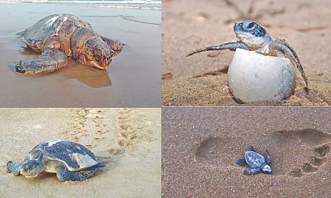 (Clockwise) An injured turtle found at Ramchandrapuram, hatchlings and an Olive Ridley reaching the shore for nesting