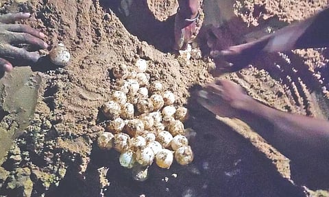 Eggs laid by Olive Ridley turtle at its Tiruchendur nesting site