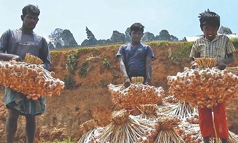 Farmers showcase hill garlic at Mannavanur in Kodaikanal