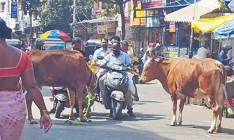 Stray cattle blocking traffic on a street in Triplicane