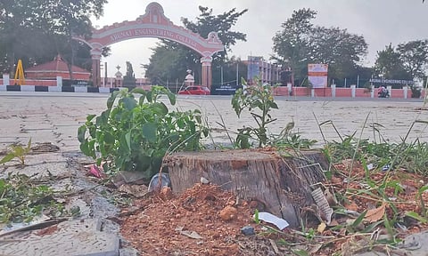 A tree trunk not removed in Tiruvannamalai