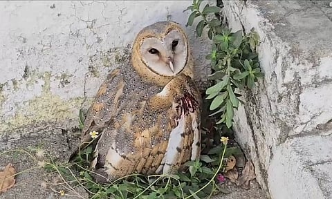 Injured owl rescued from the premises of the Panchayat Union office in Sriperumbudur.