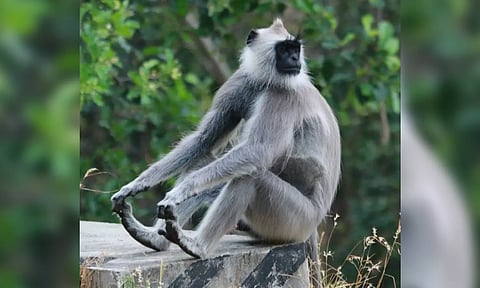 It is learnt that the special teams have used tranquilizer to catch the female langur that came to drink water in Otteri Extension residential area.