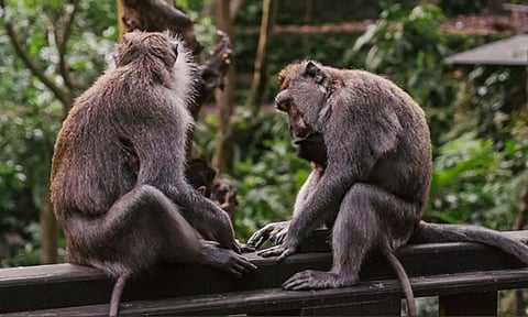 Representative Image (ANI)