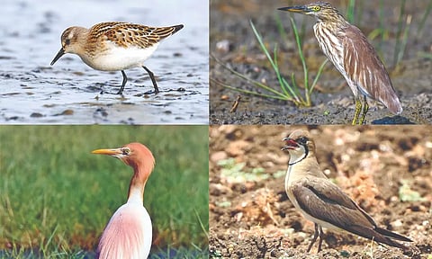 (Clockwise) Little Stint, Indian Pond Heron , Oriental Pratincole and Cattle Egret 