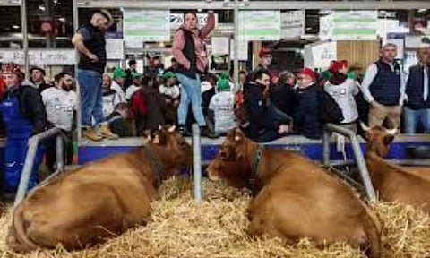 People stand next to cows as farmers protest inside the Porte de Versailles exhibition centre, on the day of French President Emmanuel Macron's visit to the International Agriculture Fair during its inauguration, in Paris, France, (REUTERS)