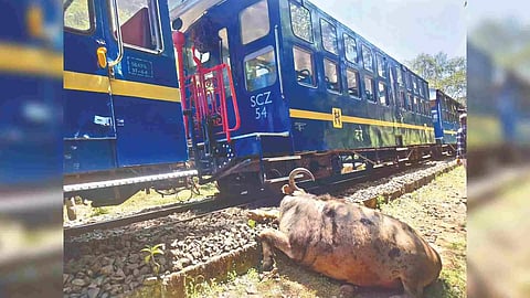 Nilgiri Mountain Railway (NMR) train derails after hitting a buffalo