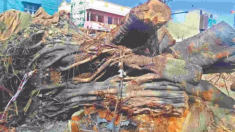 The felled 70-year-old banyan tree in Ranipet district
