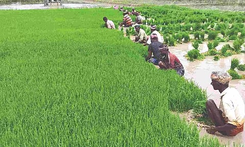 Farmers see private traders lucrative