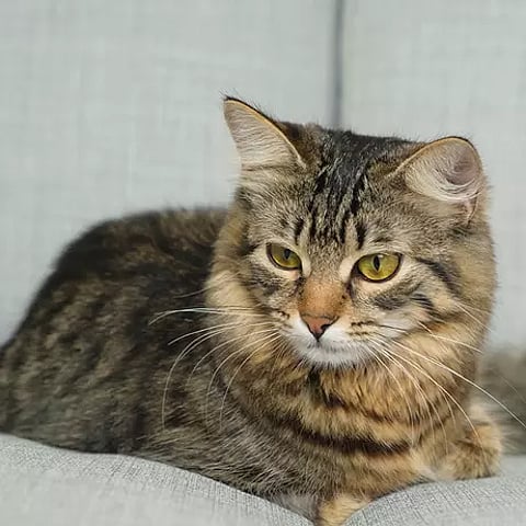 Feline factor Purr-fect: It’s the cat’s meow, but you just don’t understand