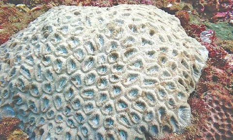 Gulf of Mannar coral 
