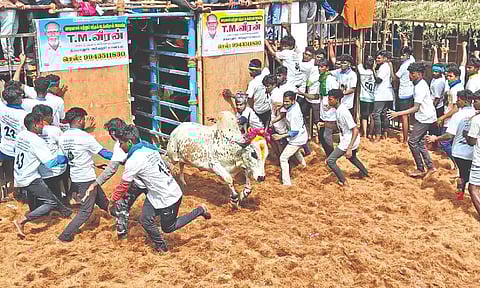 Bulls and tamers in action at the Tirumanur jallikattu event 