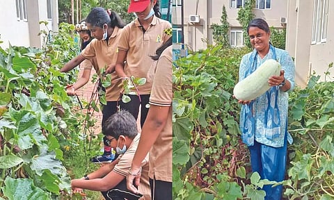 Students harvesting red Malabar spinach & Maya Ganesh