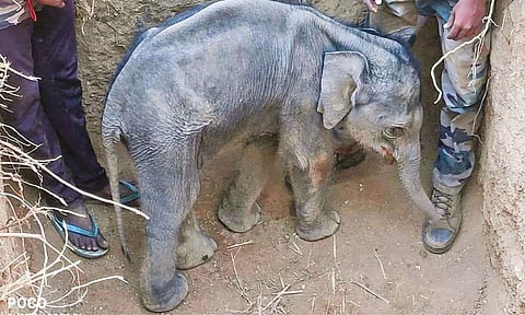 The calf elephant in the pit even as its ailing mother
