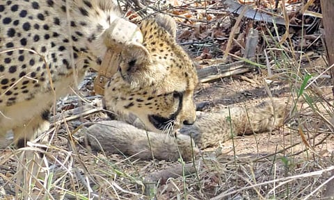 Gamini, the cheetah from S Africa, with her litter at Kuno National Park in MP