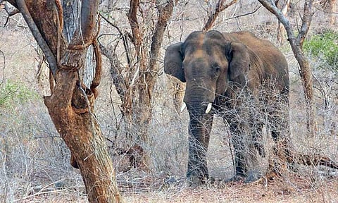 The lone tusker relocated by forest officials