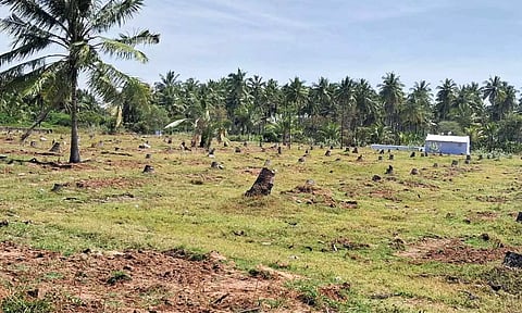 Infected trees felled in large numbers at a farm in Pollachi