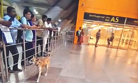 Dog walking in Chennai international airport