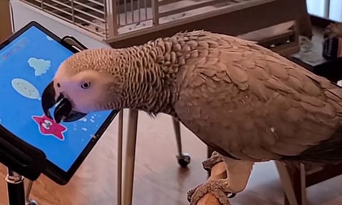 Avian Pastime: Angry birds? These mobile games are for the winged ones