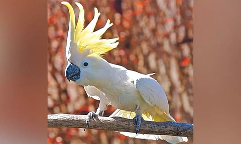 Cockatoos are a popular bird species