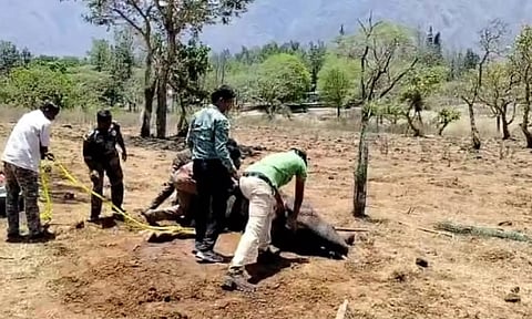 Collapsed wild tusker revived by forest department officials