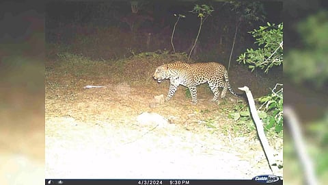 Leopard caught on camera