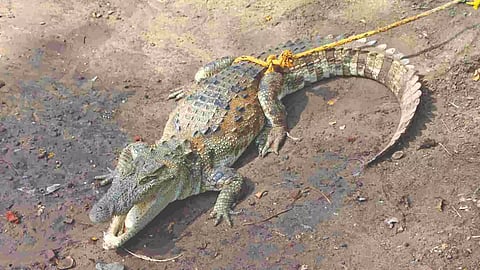 The crocodile captured in Anaikarai near Kumbakonam on Saturday