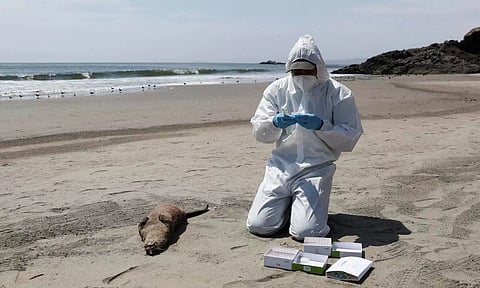 Carcass of South American Sea lion