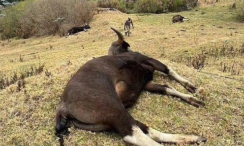 The Indian gaurs found dead in Doddabetta. 
