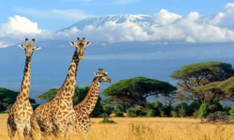 Representative Image (IANS)