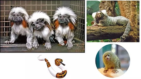 Exotic pets (File Photo)