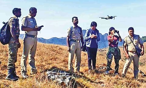 A synchronized survey of Nilgiri Tahr to estimate its population commenced in Mudumalai