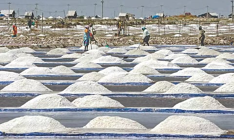 Workers collecting salt from a pan in Thoothukudi (File)
