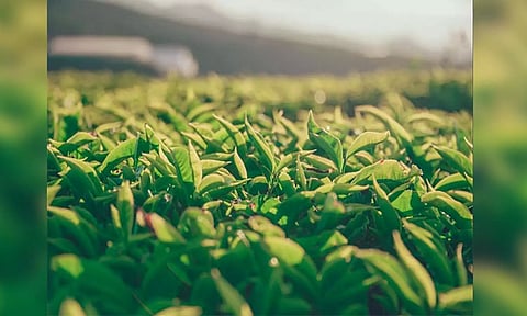 Representative Image (ANI)