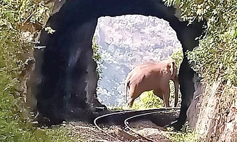 A wild elephant crossing the NMR tracks in The Nilgiris (File photo)