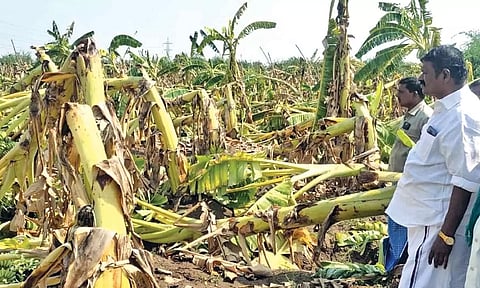 Plantain crops damaged in one of the farms in Tiruchy