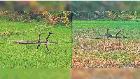 Electric poles seen uprooted on fields after rains in Krishnagiri