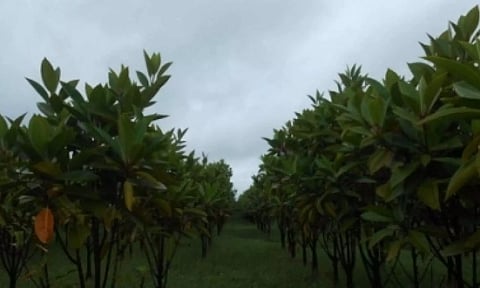 Air pollution increasingly threatening the mangrove ecosystem of Sunderbans: Study (IANS)