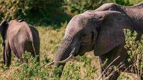 Representative Image