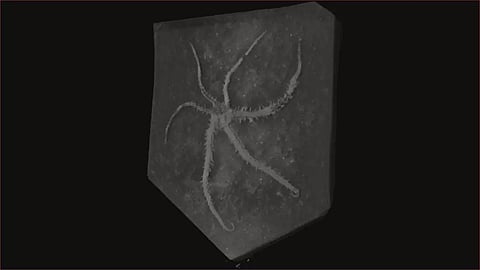 Fossil catches starfish cousin in act of cloning itself