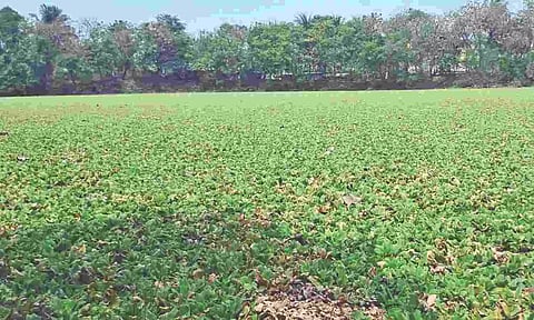 Water hyacinths cover the lakes in Perungalathur and Peerkankaranai making the water unusable