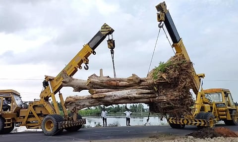 50-year-old Peepal tree in Kancheepuram translocated from the private property