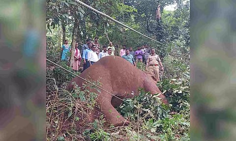  Forest department staff examined the carcass of the wild tusker 