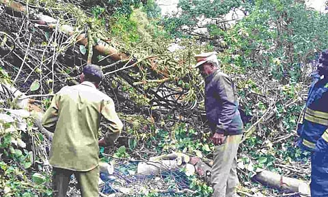 A fallen tree being removed on the ghat road in Kotagiri