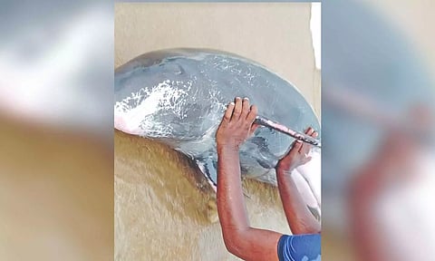 Wildlife Warden lauded efforts of anti-poaching watcher Selvam, who guided the whale back to the sea by swimming along with it