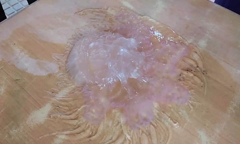 Swarm of jellyfish spotted in Tiruchendur seashore