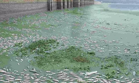 Dead fish floating in KRP dam. 