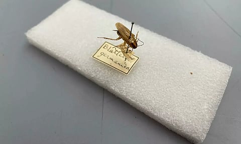 A German cockroach (Image Credit: AP)